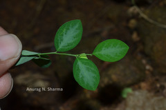 Sauropus quadrangularis